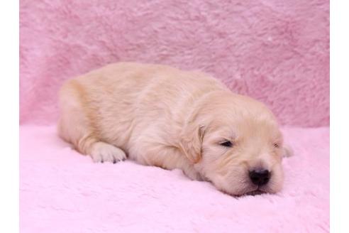 成約済の栃木県のゴールデンレトリーバー-10071の1枚目