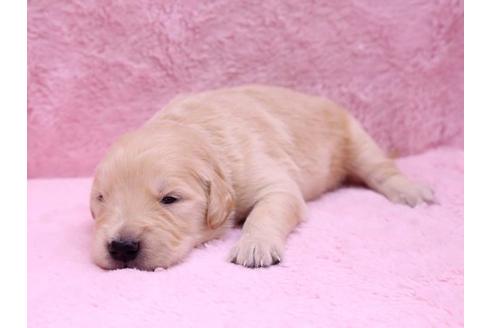 成約済の栃木県のゴールデンレトリーバー-10071の2枚目
