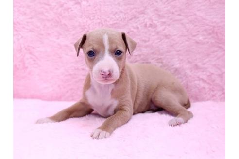 成約済の栃木県のイタリアングレーハウンド(イタグレ)-10072の1枚目