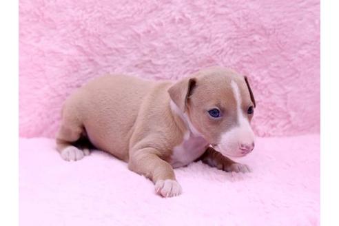 成約済の栃木県のイタリアングレーハウンド(イタグレ)-10072の2枚目