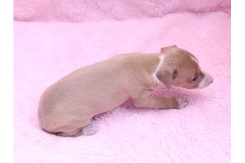 成約済の栃木県のイタリアングレーハウンド(イタグレ)-10072の3枚目