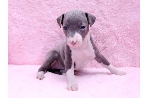 成約済の栃木県のイタリアングレーハウンド(イタグレ)-10073の1枚目