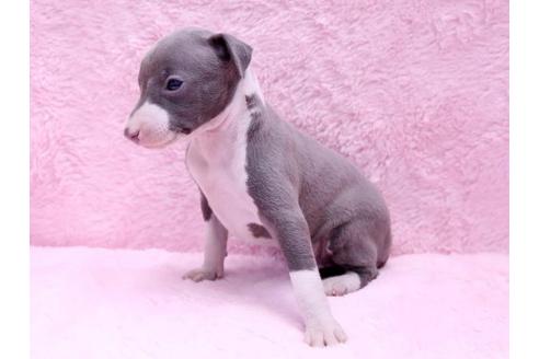 成約済の栃木県のイタリアングレーハウンド(イタグレ)-10073の2枚目