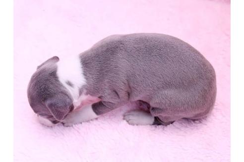 成約済の栃木県のイタリアングレーハウンド(イタグレ)-10073の3枚目