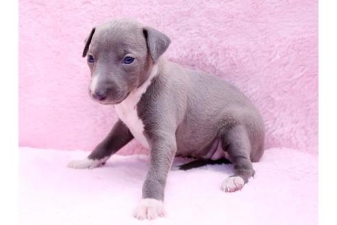 成約済の栃木県のイタリアングレーハウンド(イタグレ)-10074の1枚目