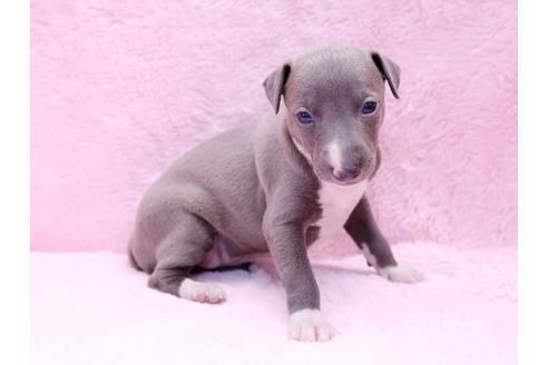 成約済の栃木県のイタリアングレーハウンド(イタグレ)-10074の2枚目