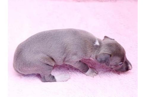 成約済の栃木県のイタリアングレーハウンド(イタグレ)-10074の3枚目