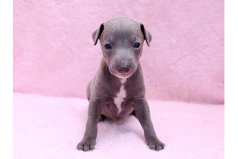 成約済の栃木県のイタリアングレーハウンド(イタグレ)-10075の1枚目