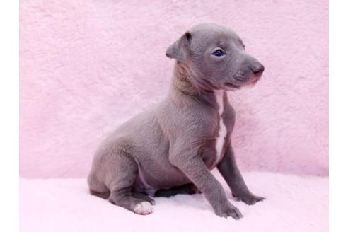 成約済の栃木県のイタリアングレーハウンド(イタグレ)-10075の2枚目