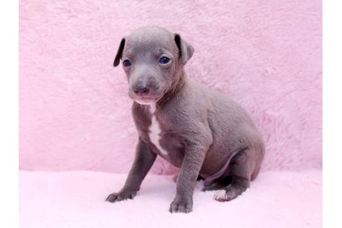 成約済の栃木県のイタリアングレーハウンド(イタグレ)-10075の3枚目