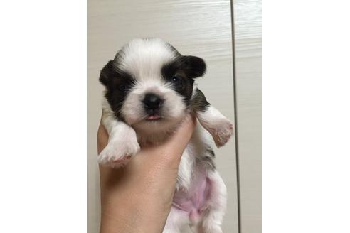 成約済の大阪府のシーズー-9576の5枚目