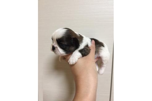 成約済の大阪府のシーズー-9576の4枚目