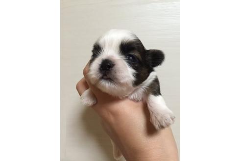 成約済の大阪府のシーズー-9576の3枚目