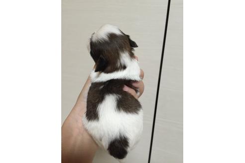 成約済の大阪府のシーズー-9576の2枚目