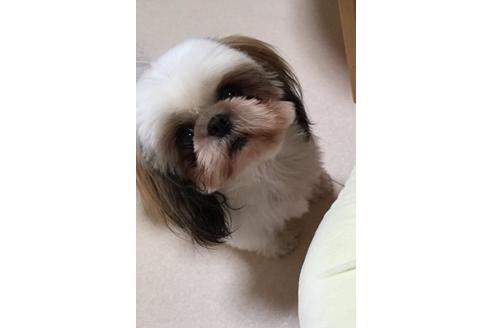 成約済の大阪府のシーズー-9576の1枚目