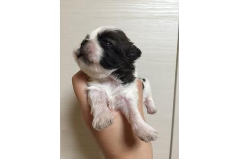 成約済の大阪府のシーズー-9577の5枚目