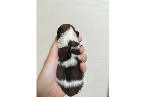 成約済の大阪府のシーズー-9577の4枚目