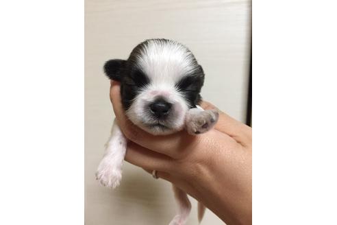 成約済の大阪府のシーズー-9577の3枚目