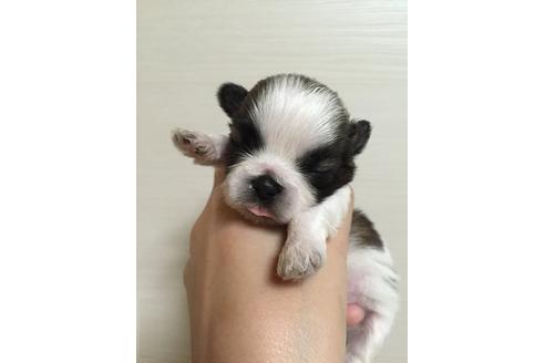 成約済の大阪府のシーズー-9577の2枚目