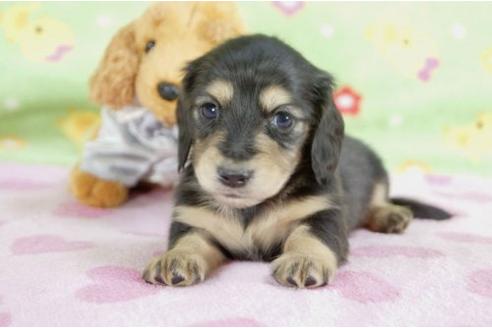 成約済の兵庫県のミニチュアダックスフンド-10111の1枚目