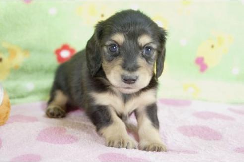 成約済の兵庫県のミニチュアダックスフンド-10111の2枚目