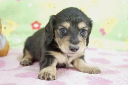 成約済の兵庫県のミニチュアダックスフンド-10111の3枚目