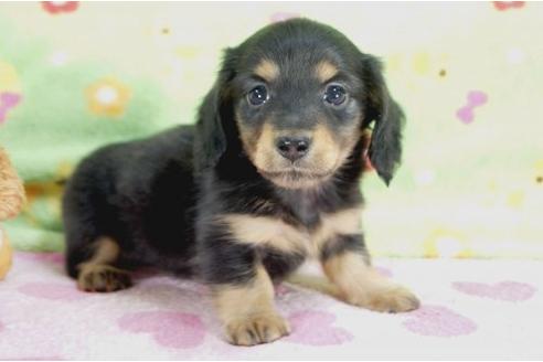 成約済の兵庫県のミニチュアダックスフンド-10112の1枚目