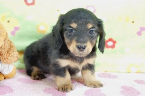 成約済の兵庫県のミニチュアダックスフンド-10112の2枚目