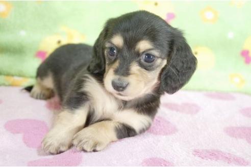 成約済の兵庫県のミニチュアダックスフンド-10117の3枚目