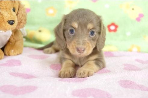 成約済の兵庫県のミニチュアダックスフンド-10119の1枚目