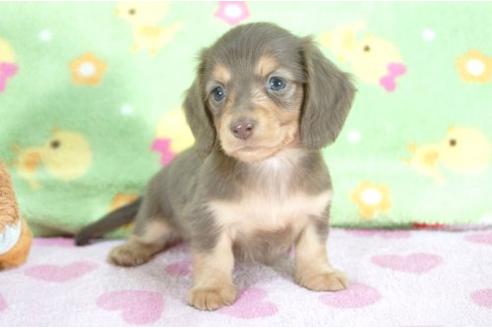 成約済の兵庫県のミニチュアダックスフンド-10120の1枚目