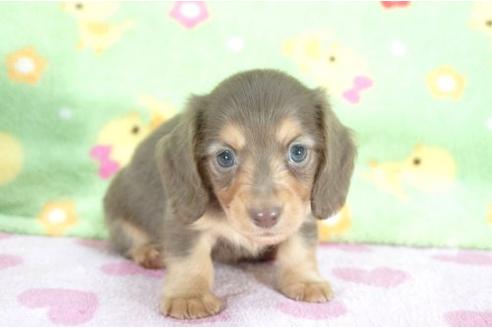 成約済の兵庫県のミニチュアダックスフンド-10120の2枚目