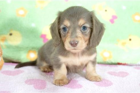 成約済の兵庫県のミニチュアダックスフンド-10120の3枚目