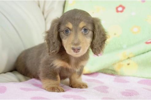 成約済の兵庫県のミニチュアダックスフンド-9486の1枚目