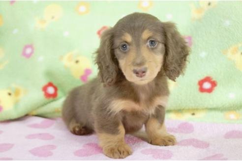 成約済の兵庫県のミニチュアダックスフンド-9486の2枚目