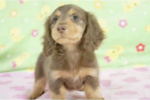 成約済の兵庫県のミニチュアダックスフンド-9486の3枚目