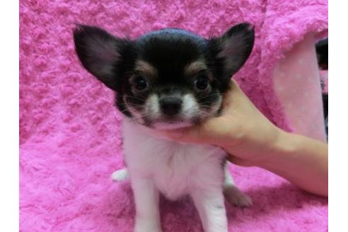 成約済の京都府のチワワ-10123の1枚目
