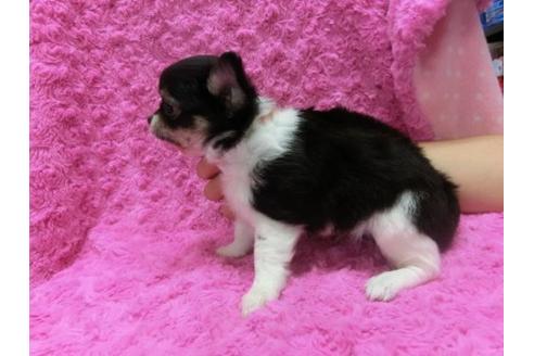 成約済の京都府のチワワ-10123の2枚目