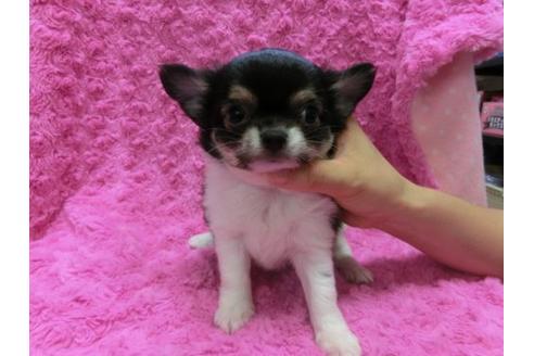 成約済の京都府のチワワ-10123の3枚目