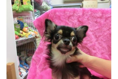 成約済の京都府のチワワ-10124の1枚目