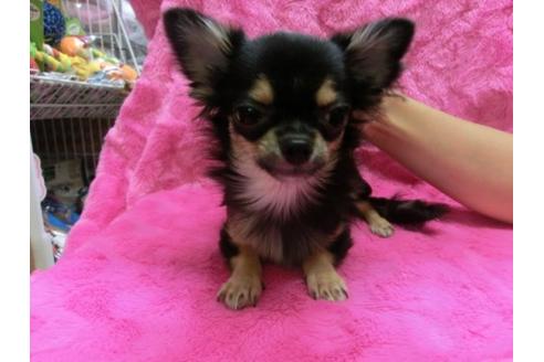 成約済の京都府のチワワ-10124の2枚目