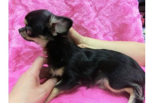 成約済の京都府のチワワ-10124の3枚目