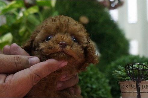 成約済の京都府のトイプードル-8228の1枚目