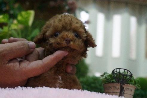 成約済の京都府のトイプードル-8228の2枚目
