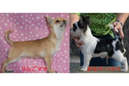 成約済の千葉県のチワワ-9690の1枚目