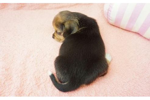 成約済の奈良県のビーグル-10159の2枚目
