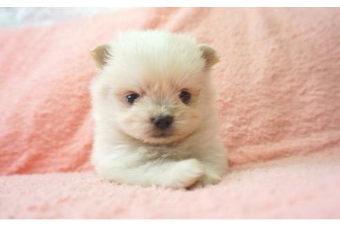 成約済の奈良県のミックス犬-10160の1枚目