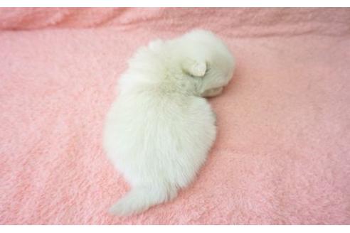 成約済の奈良県のミックス犬-10160の2枚目