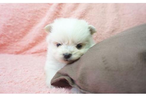 成約済の奈良県のミックス犬-10160の3枚目