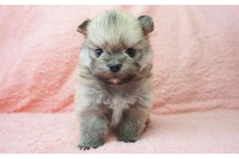 成約済の奈良県のミックス犬-10161の1枚目